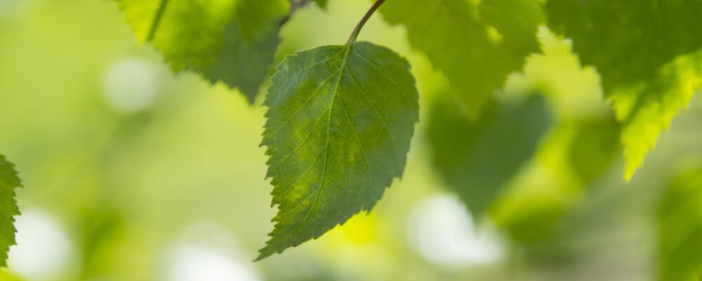 合同会社 ひと葉